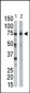 Ribophorin (RPN1) Antibody (C-term)